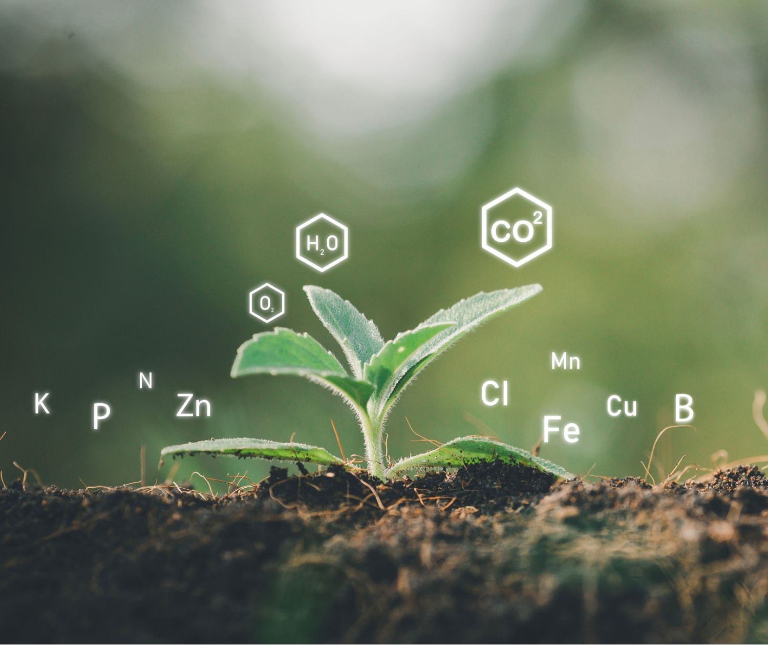 growing plant on soil with chemical formulas displayed