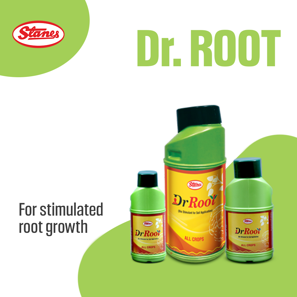 Dr. Root Image