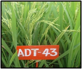 ADT 43